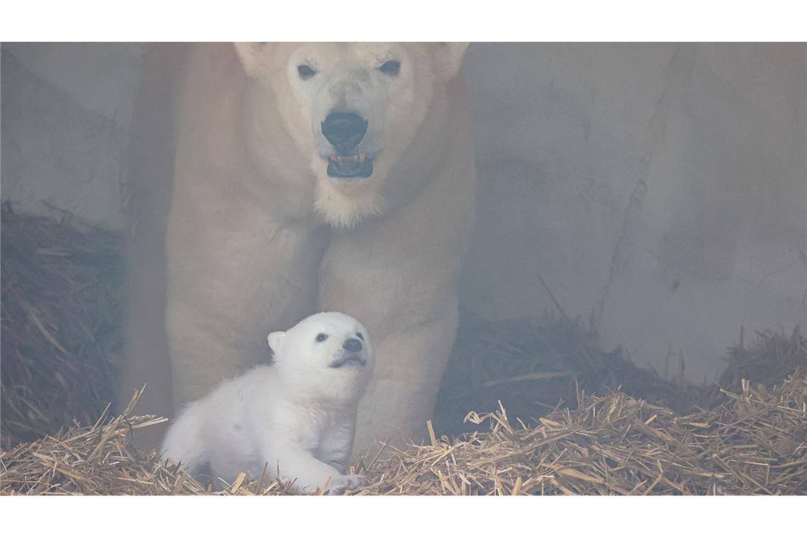 Der Karlsruher Eisbären-Baby mit seiner Mutter Nuka (Archivfoto).