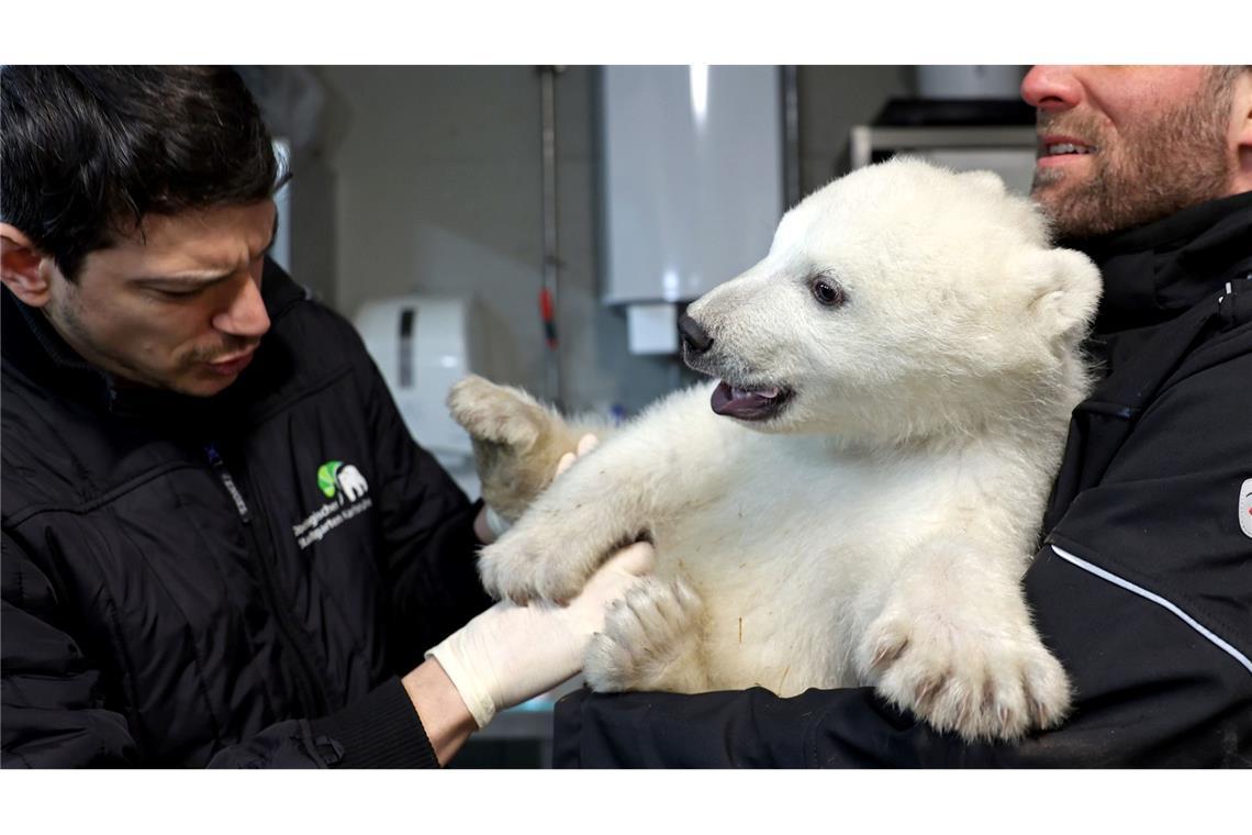 Der kleine Eisbär erweist sich schon als bärenstark.