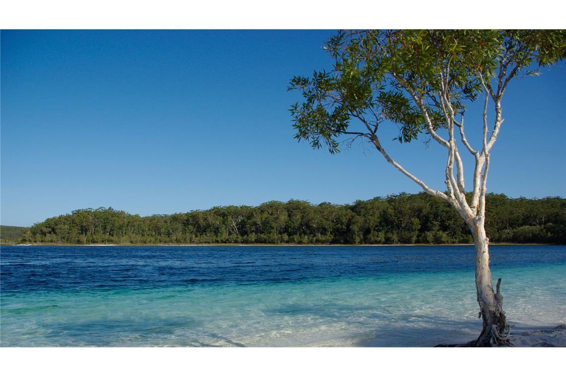 Der Lake McKenzie gilt als Postkartenmotiv schlechthin - aber Dingos greifen auch im Wasser an. (Archivbild)