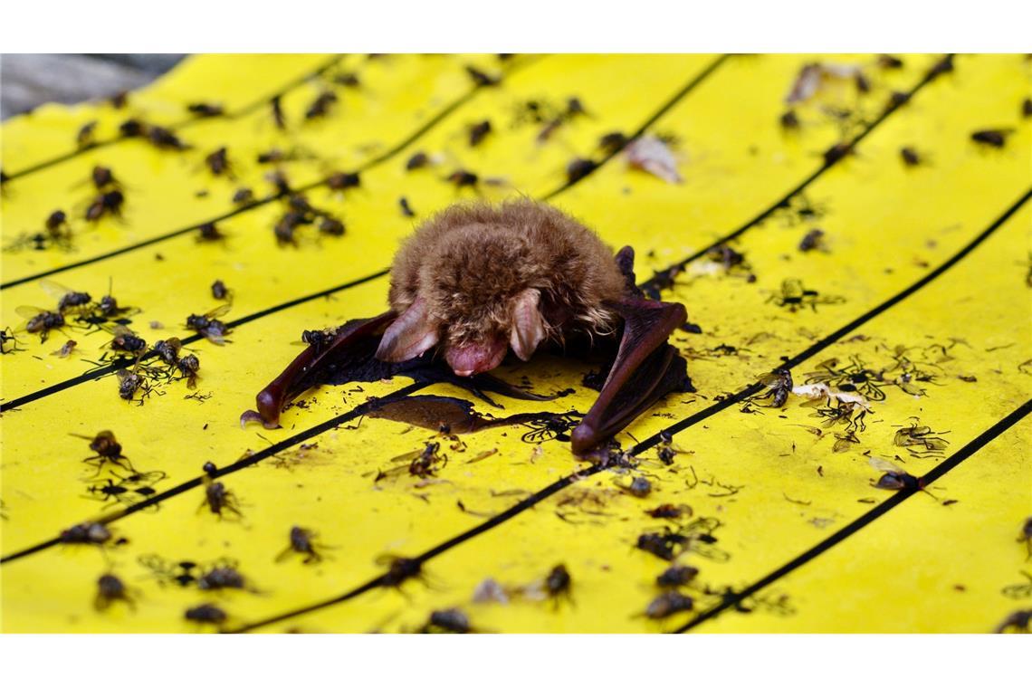 Der Landesbund für Vogel- und Naturschutz in Bayern warnt vor Klebefallen für Insekten: Wenn diese in Gärten oder auf Balkonen ausgelegt würden, könnten sich auch Vögel und Fledermäuse daran festkleben.