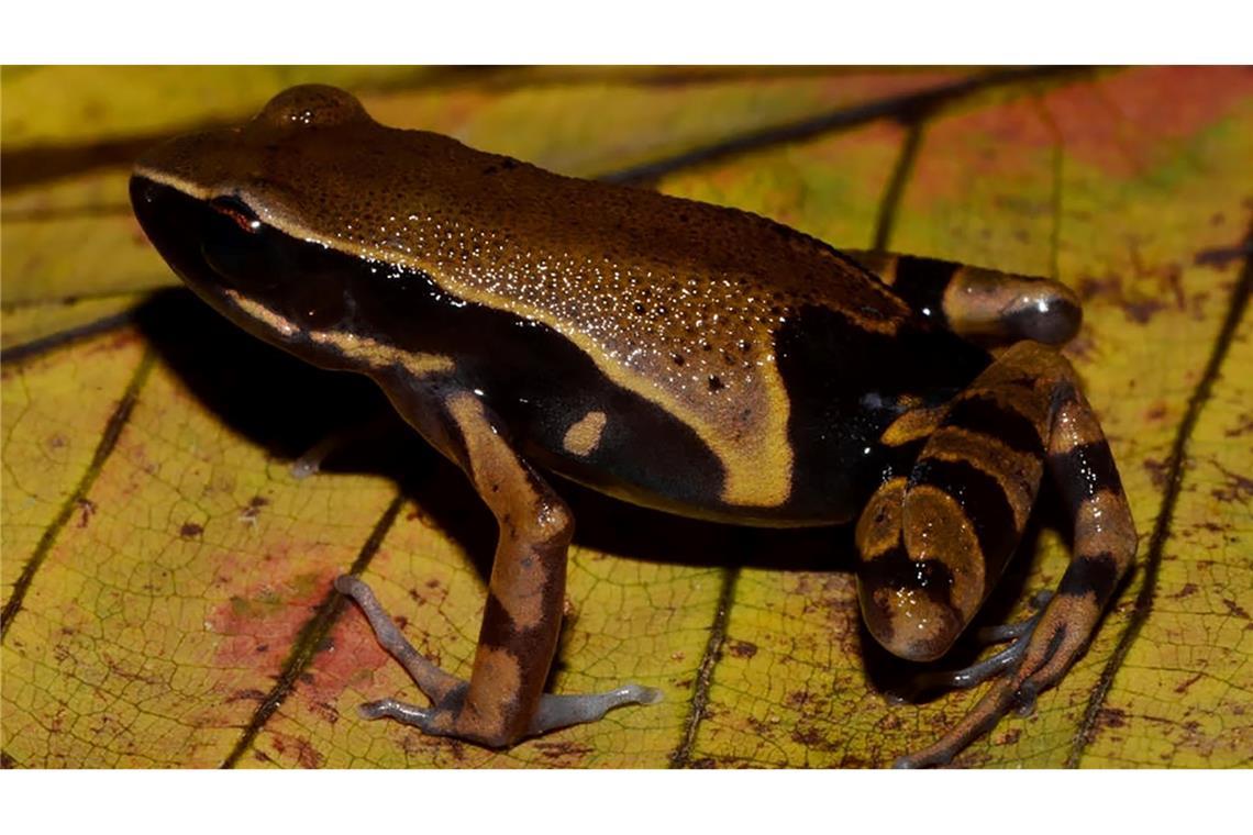 Der Langfingerfrosch Cardioglossa annulata wurde erst vor Kurzem erstmals von Forschenden beschrieben. (Handout)