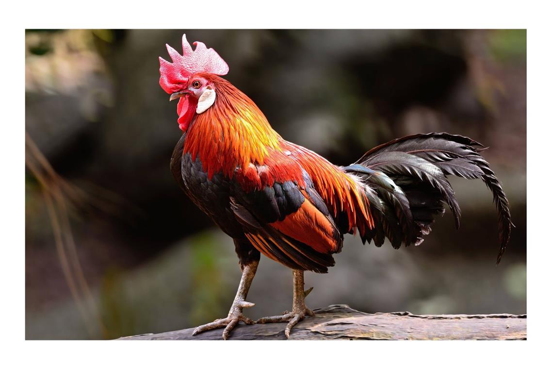 Der Lebensraum des in Südasien heimischen Bankivahuhn (Gallus gallus) erstreckte sich von Thailand bis nach  Indien.