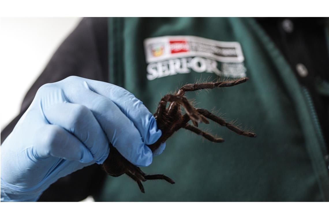 Der Mann wollte Hunderte Vogelspinnen schmuggeln.