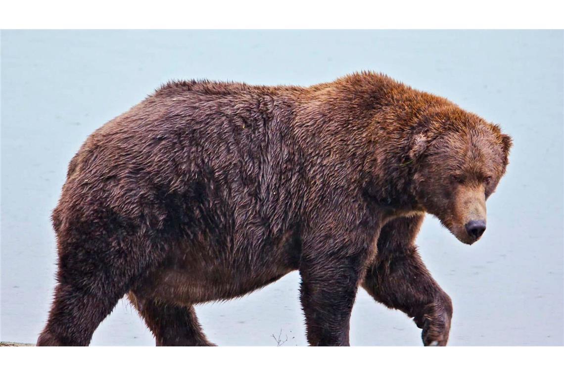 Der massige Braunbär 747 hat den treffenden Spitznamen Jumbo Jet.