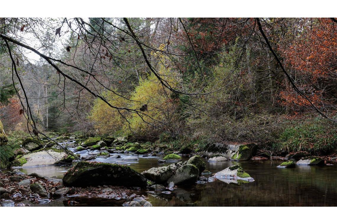 Der Nationalpark Schwarzwald   soll auf ungefähr 11.500 Hektar anwachsen.