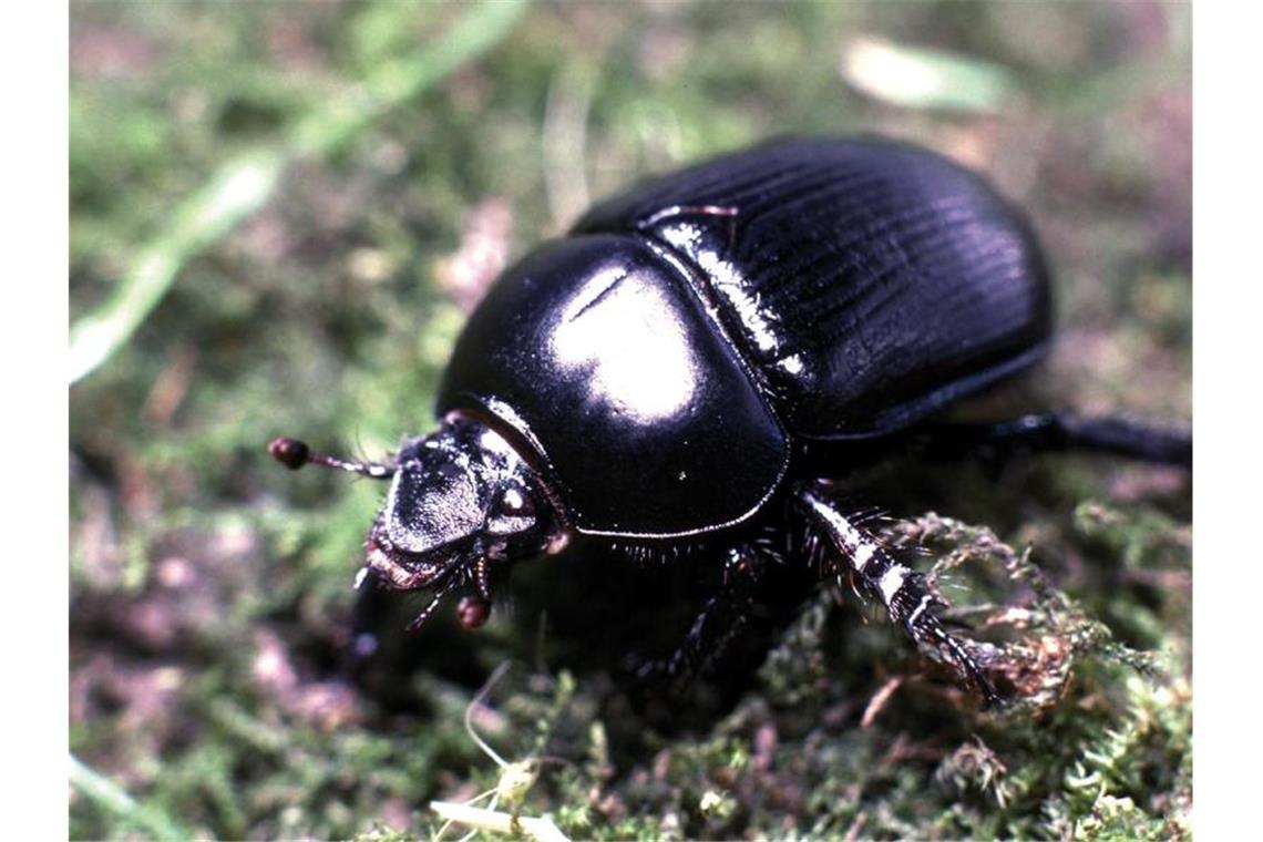Rote Liste: Über ein Viertel der Insektenarten gefährdet Der neuen Roten Liste zufolge sind mehr als ein Viertel der Insektenarten in Deutschland gefährdet. Foto: F.Rahn/dpa