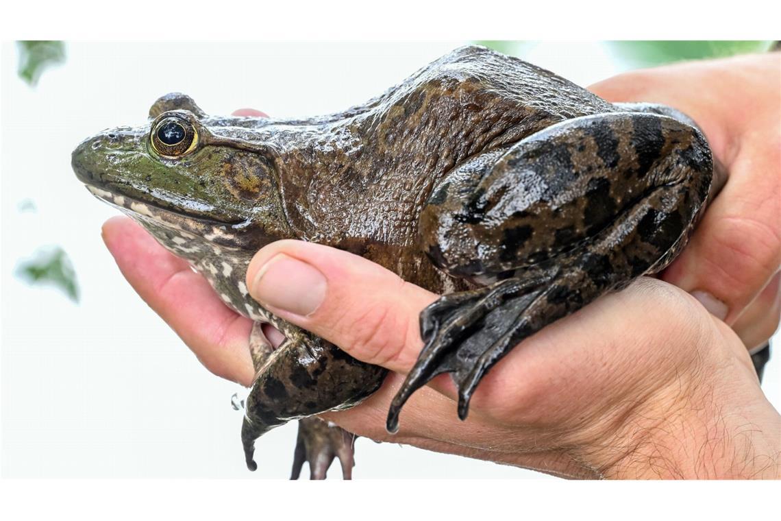 Der Ochsenfrosch gehört zu den größten Amphibienarten weltweit. Im Südwesten breitet er sich vor allem in der Rheinebene aus.