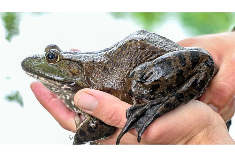 Der Ochsenfrosch kann bis zu 25 Zentimeter groß werden.