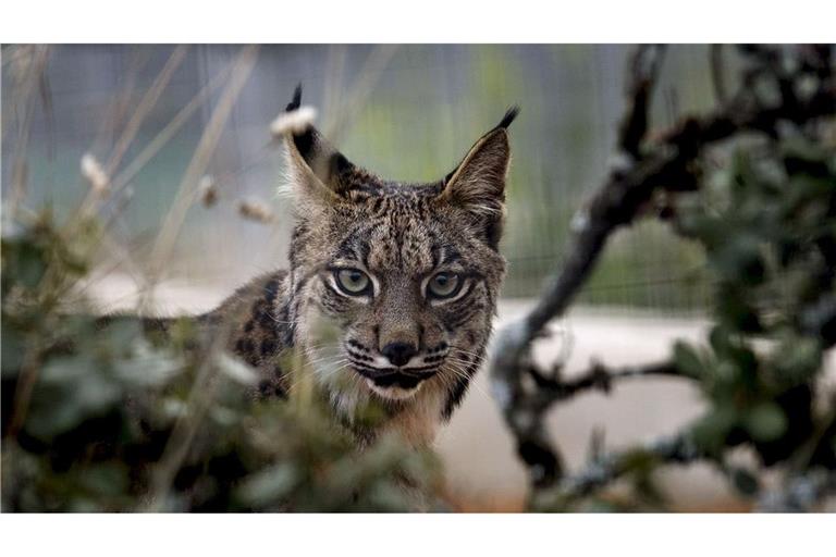 Der Pardelluchs konnte von der Weltnaturschutzunion von "stark gefährdet" auf "gefährdet" zurückgestuft werden.