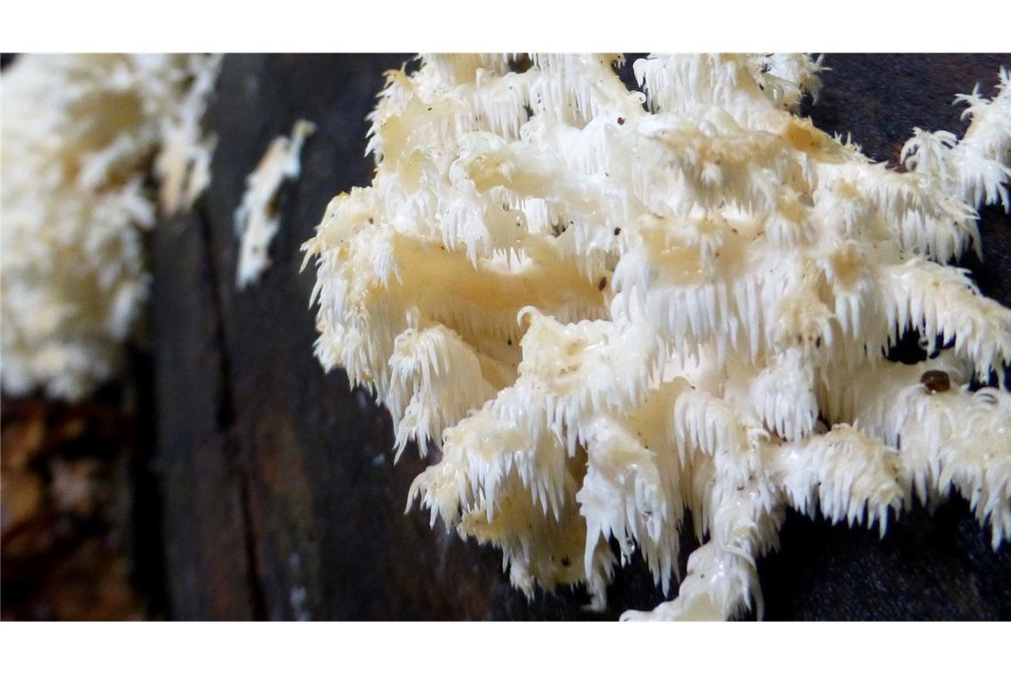 Der Pilz Ästiger Stachelbart ist selten. Er soll im Nationalpark bald häufiger vorkommen.