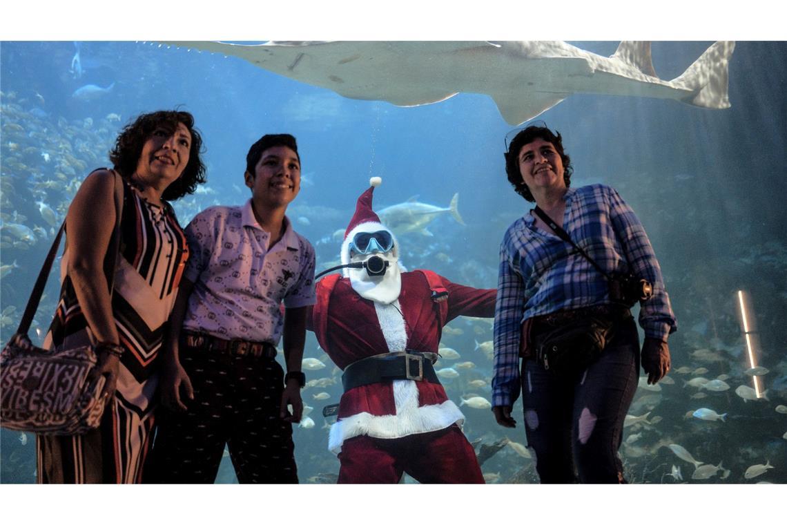 Der Sägerochen im Aquarium von Veracruz hat den Taucher Claudio Padron mit seinem Weihnachtsmannkostüm fest im Blick.