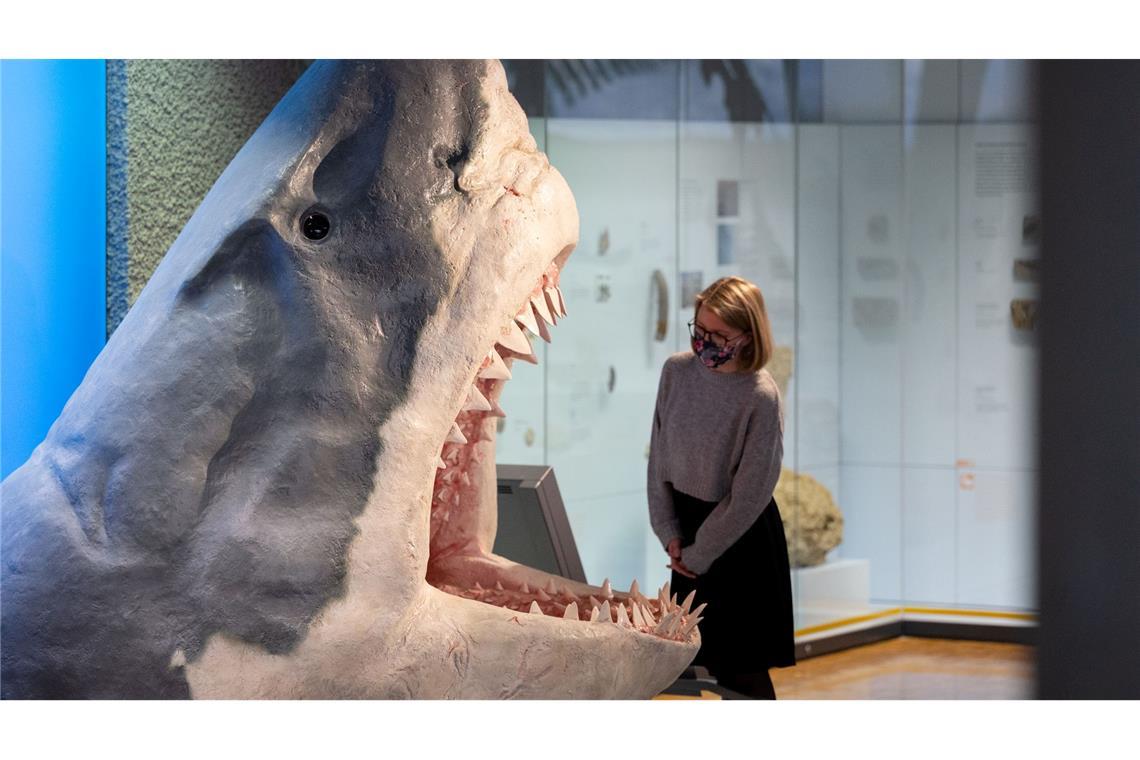 Der Urzeit-Hai Megalodon wurde lange als gigantische Version eines Weißen Hais angesehen. (Archivbild)