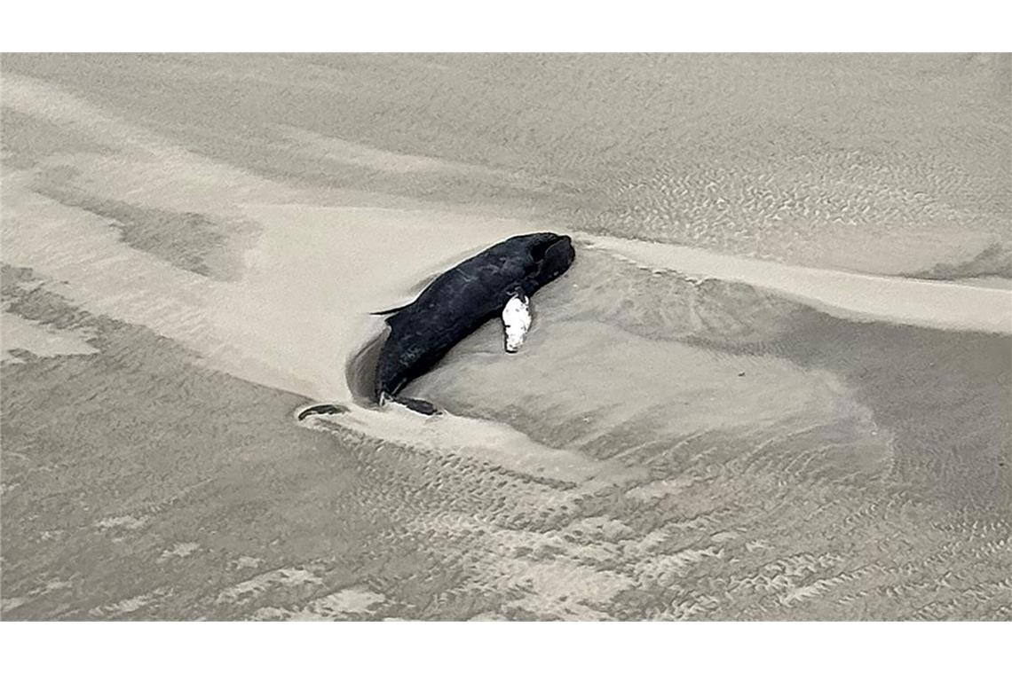 Der Wal strandete auf der Wattenmeer-Insel Minsener Oog.