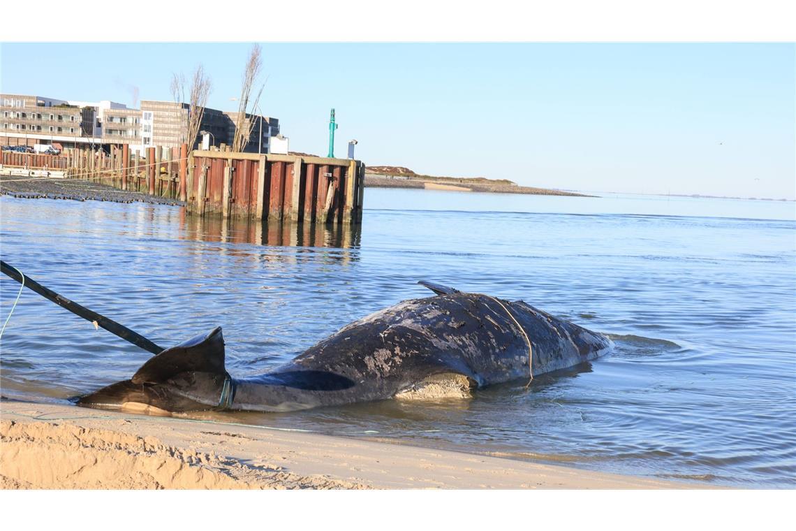 Der Wal war am Montag bei auflaufendem Wasser mit einem Traktor und einem Raupengefährt an den Strand nahe des Hörnumer Hafens gezogen worden.