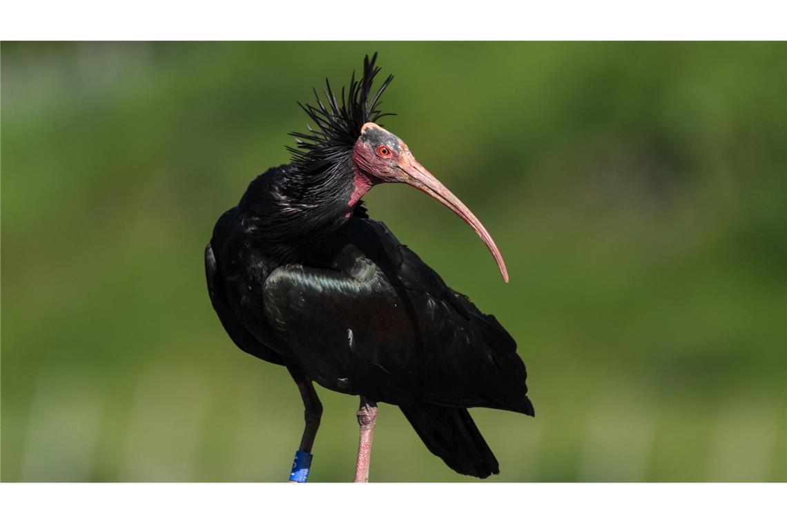 Der Waldrapp gilt laut Roter Liste der bedrohten Arten weltweit als stark gefährdet. (Archivbild)