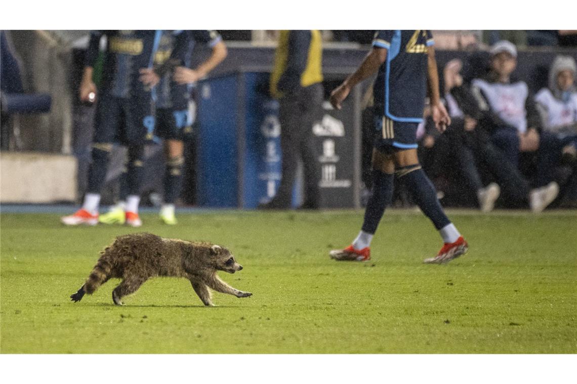 Der Waschbär erheiterte die Fans im Stadion.