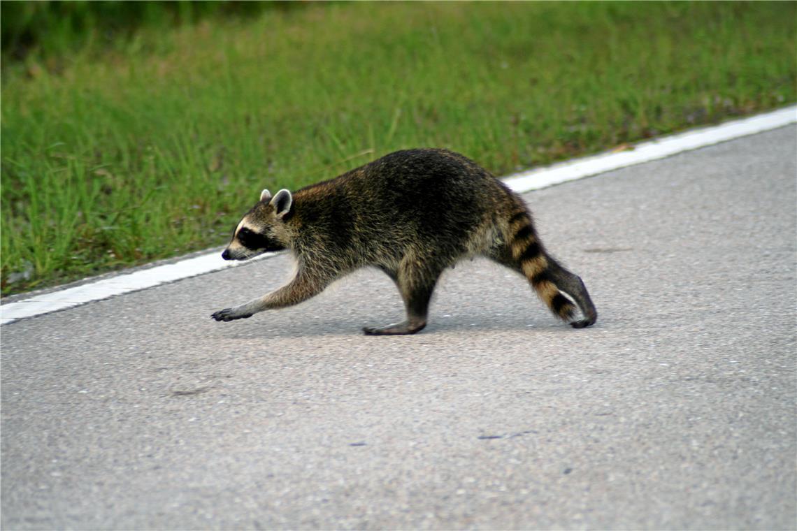 Der Waschbär ist wieder wohlbehalten unterwegs. Symbolbild: Korall/Wikimedia Commons