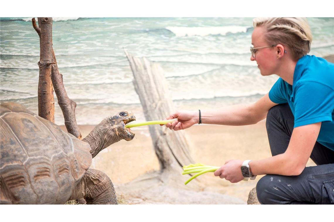 Der Zoo der Hansestadt Rostock feiert dieses Jahr sein 125-jähriges Jubiläum. Galapagos-Riesenschildkröte Isabela dürfte das freuen: Vielleicht gibt es ein besonderes Futter?