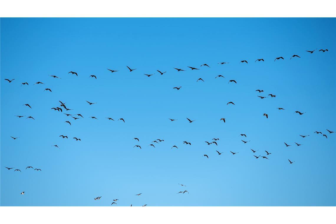 Derzeit grassiert die größte je dokumentierte Vogelgrippewelle. (Symbolbild)