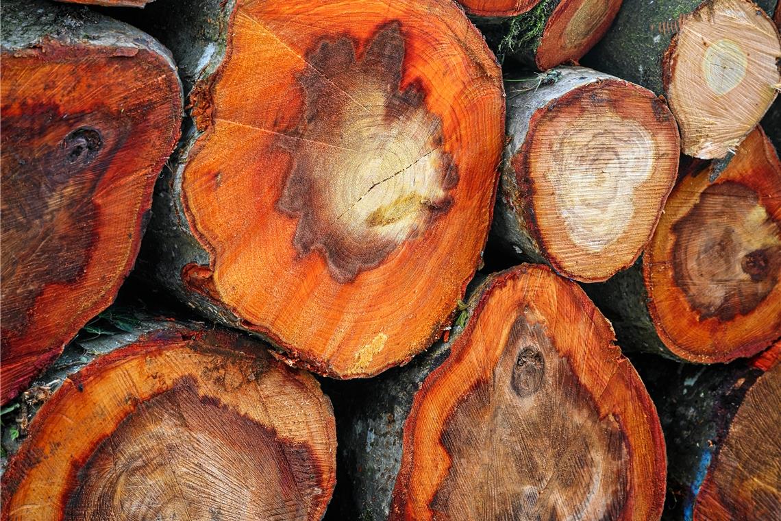 Bäume am Holzbach sind plötzlich alle weg Deutlich zu sehen: die Fäulnis, die jeweils den unteren Bereich der Bäume befallen hat.