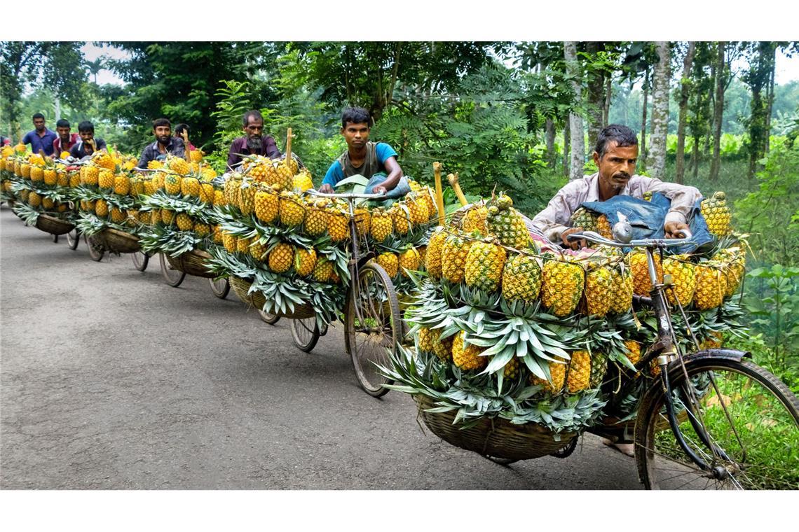 Dicht bepackt mit bis zu 100 Ananas pro Rad transportieren die Bauern in Bangladesch