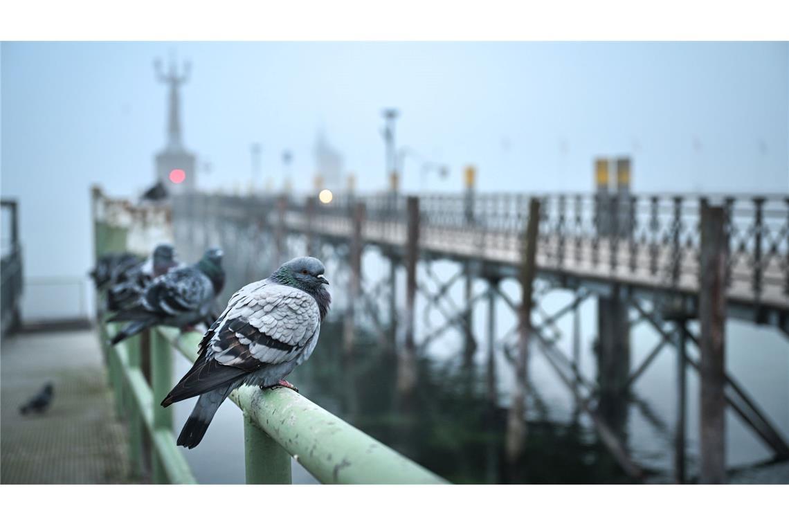 Dichter Nebel hängt über dem Bodensee: Tauben sitzen am Morgen auf dem Geländer am Hafen von Konstanz