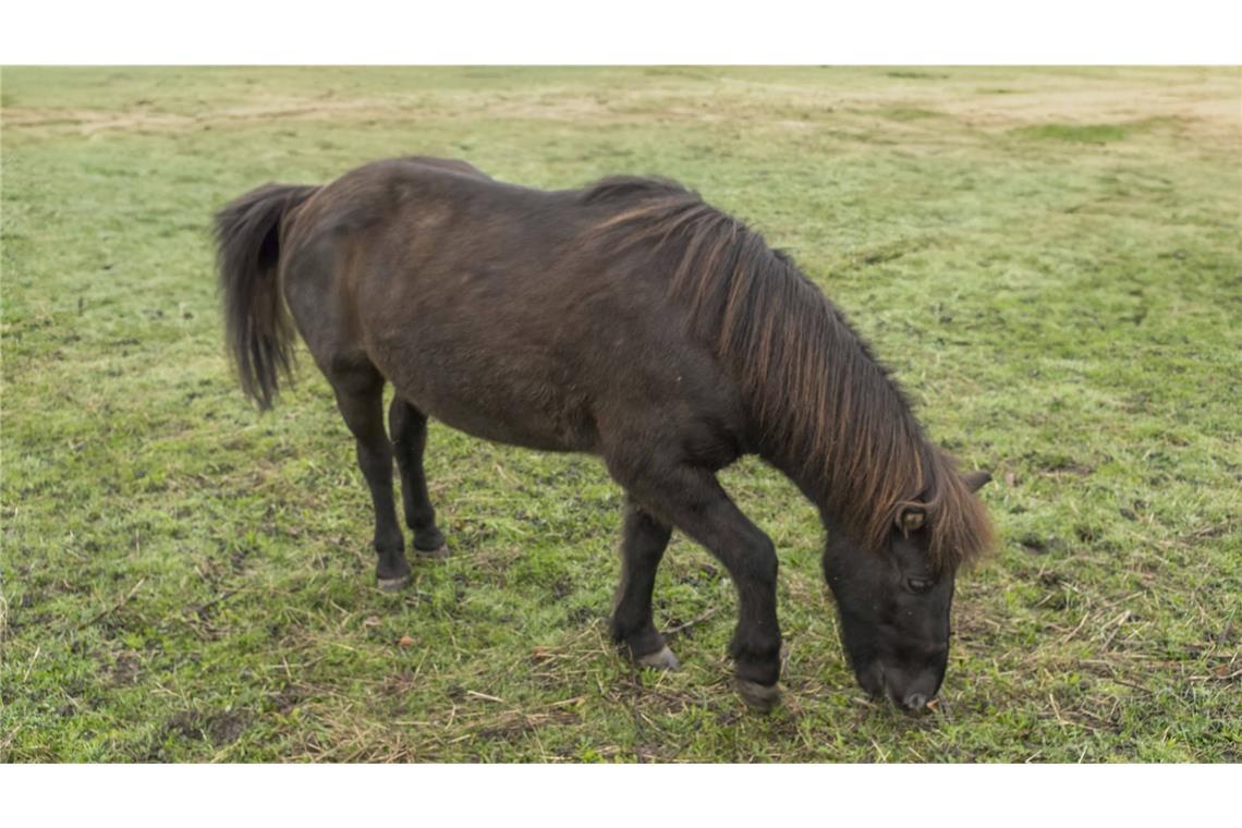 Die 11-Jährige wurde von dem Pferd getreten und wurde dabei schwer verletzt. (Symbolbild)