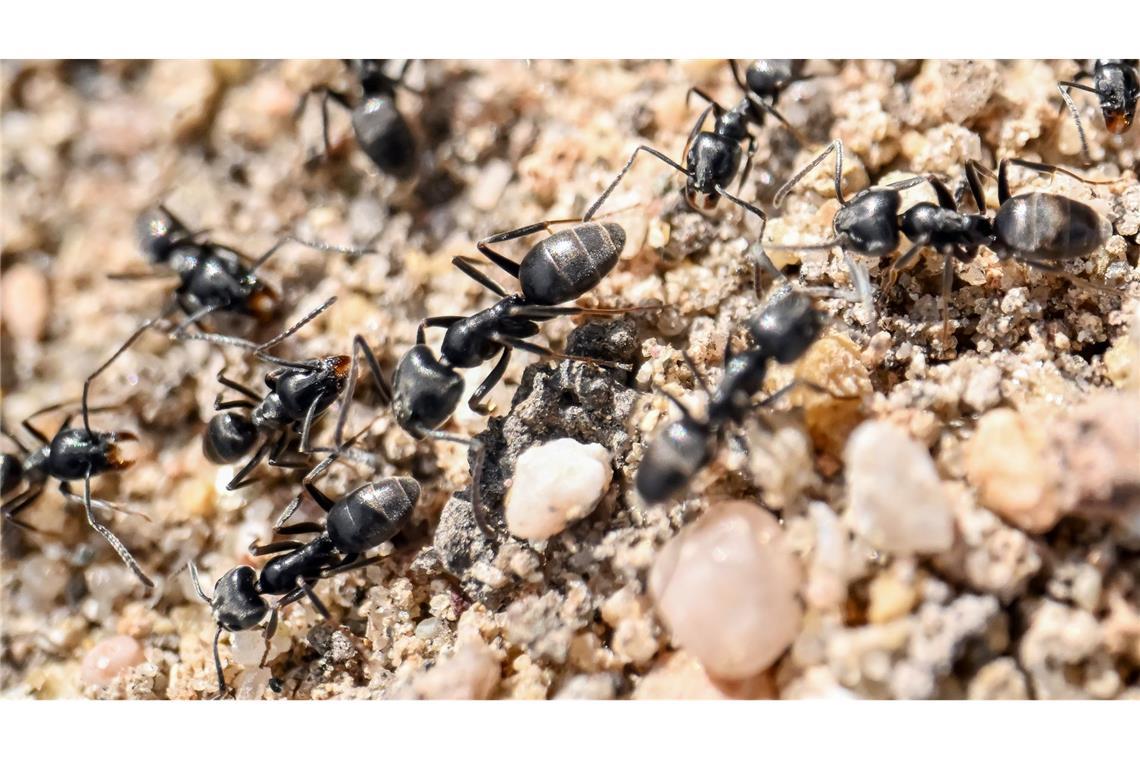 Aggressive Ameise breitet sich in Deutschland aus Die Ameisenart Tapinoma magnum breitet sich Experten zufolge in Deutschland aus. (Archivbild)