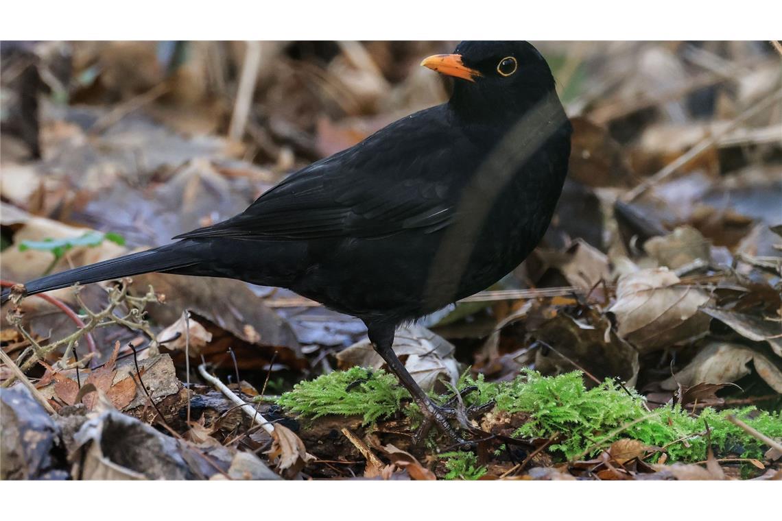 Die Amsel war bei der "Stunde der Wintervögel" in diesem Jahr deutlich weniger zu sehen als noch im Vorjahr. (Archivbild)