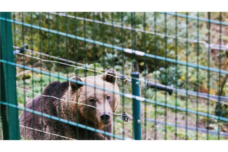 Die Bärin Gaia soll im Bärenpark eine neue Heimat finden. (Symbolbild)