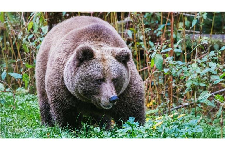 Die Bärin Gaia soll im Bärenpark eine neue Heimat finden. (Symbolbild)