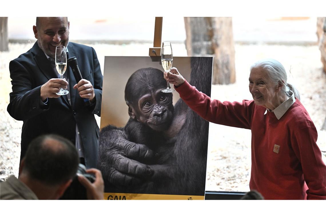 Die Biologin und Naturschützerin Jane Goodall (r) erhebt ein Glas bei der feierlichen Taufe eines Flachlandgorilla, der am 12. April 2024 in Prag geboren wurde.