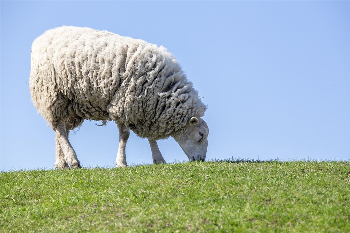 Die Blauzungenkrankheit kann für Schafe tödlich enden. Symbolfoto: Erik Karits/Pixabay