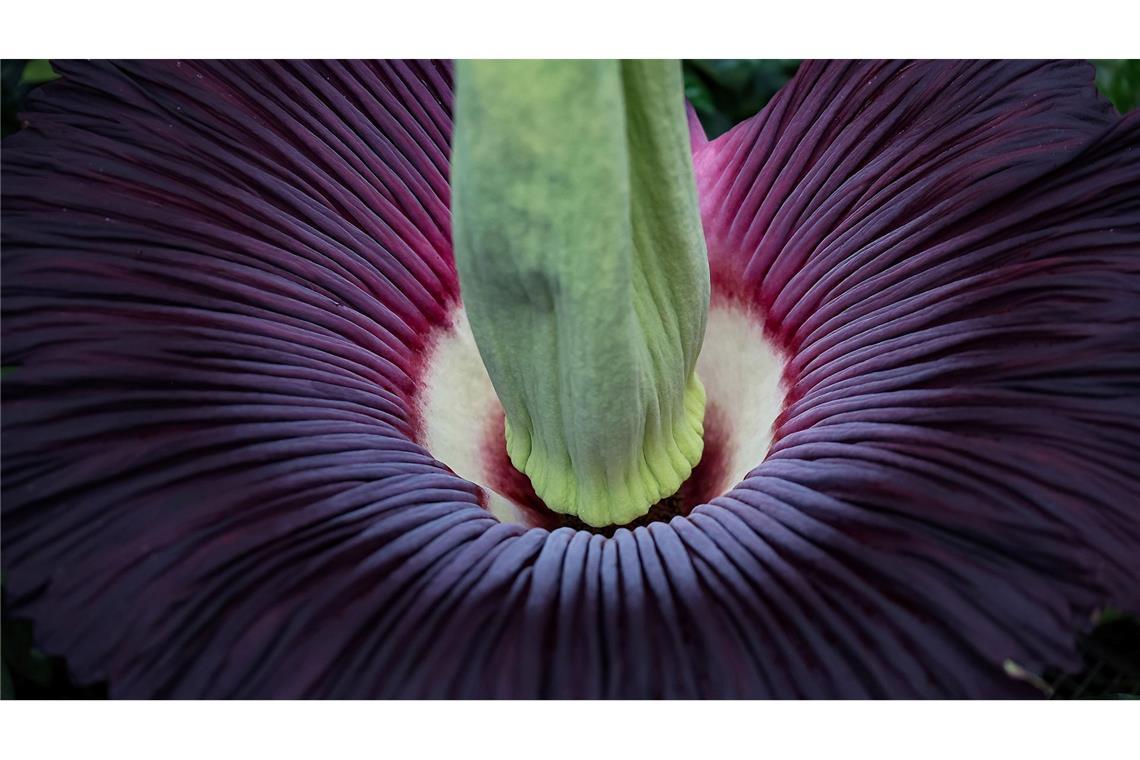 Die Blüte des Titanwurz gilt als die größte Blume der Welt - sie stößt einen fauligen Geruch aus, um Aaskäfer als Bestäuber anzulocken.