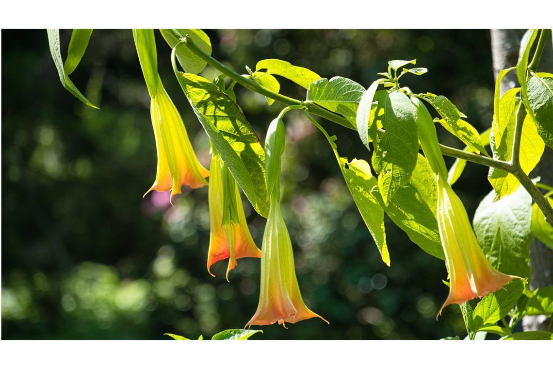 Die Blüten der Engelstrompete sehen wunderschön aus. Diese Pflanzen zieren den Garten, weil sie so schöne hängende Trompetenblüten hat. Aber auch sie ist giftig. Verwirrtheit und Bewusstseinsverlust sind Symptome einer Vergiftung mit Engelstrompete.