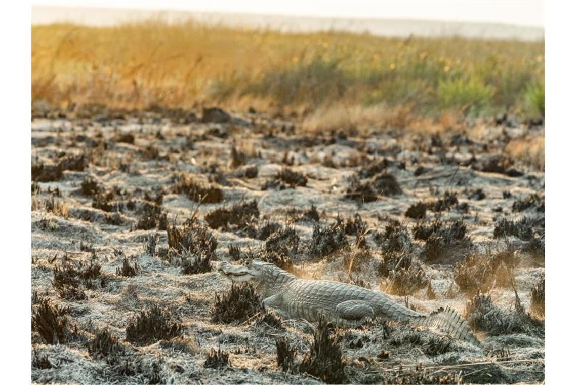 Feuer in Argentinien bedrohen Tierwelt in Nationalpark Die Brände im Iberá-Nationalpark bedrohen Tierarten wie Wasserschweine und Kaimane. Foto: Matías Rebak/Stiftung Rewilding Argentina/dpa