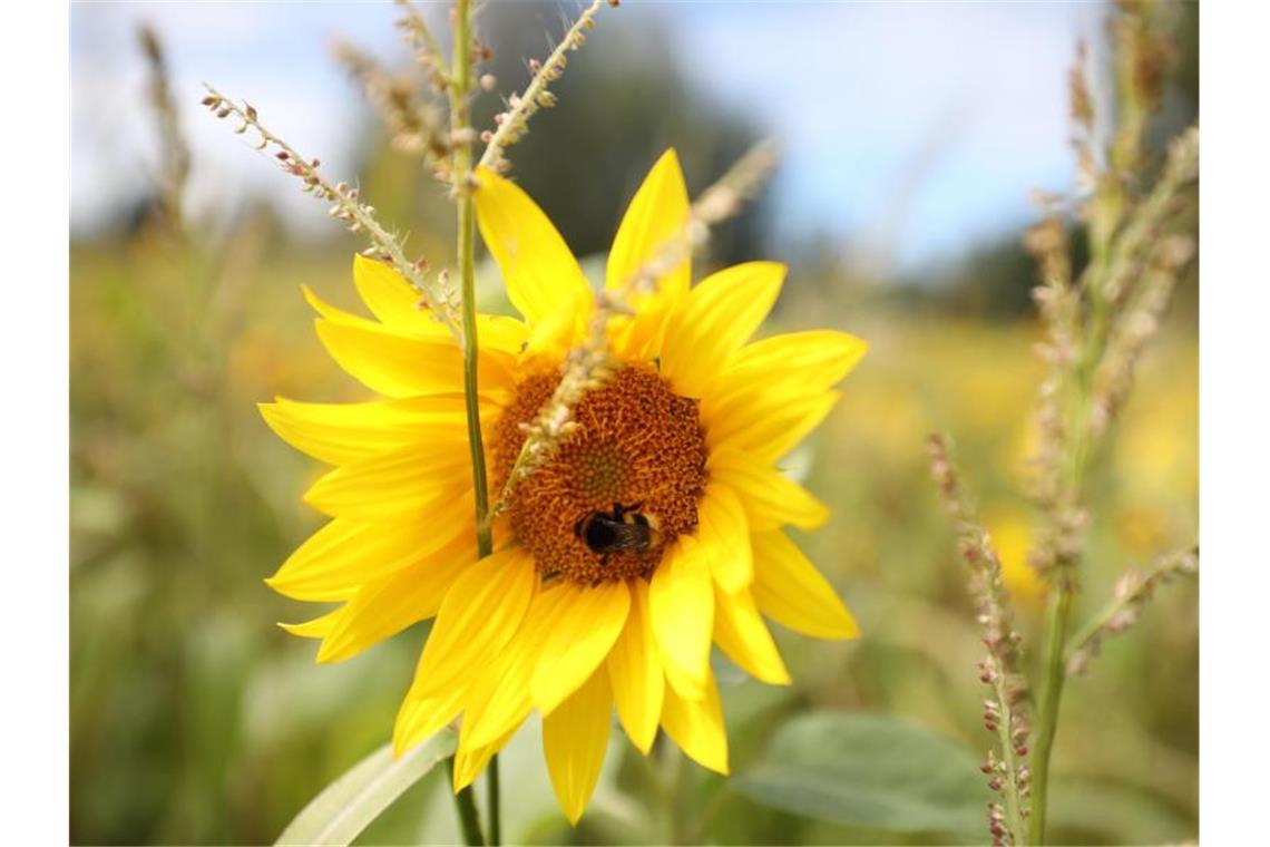 Der Sommer 2020 war wechselhaft - und wieder einmal zu warm Die Durchschnittstemperatur betrug in diesem Sommer 18,2 Grad. Foto: Bodo Schackow/dpa-Zentralbild/dpa