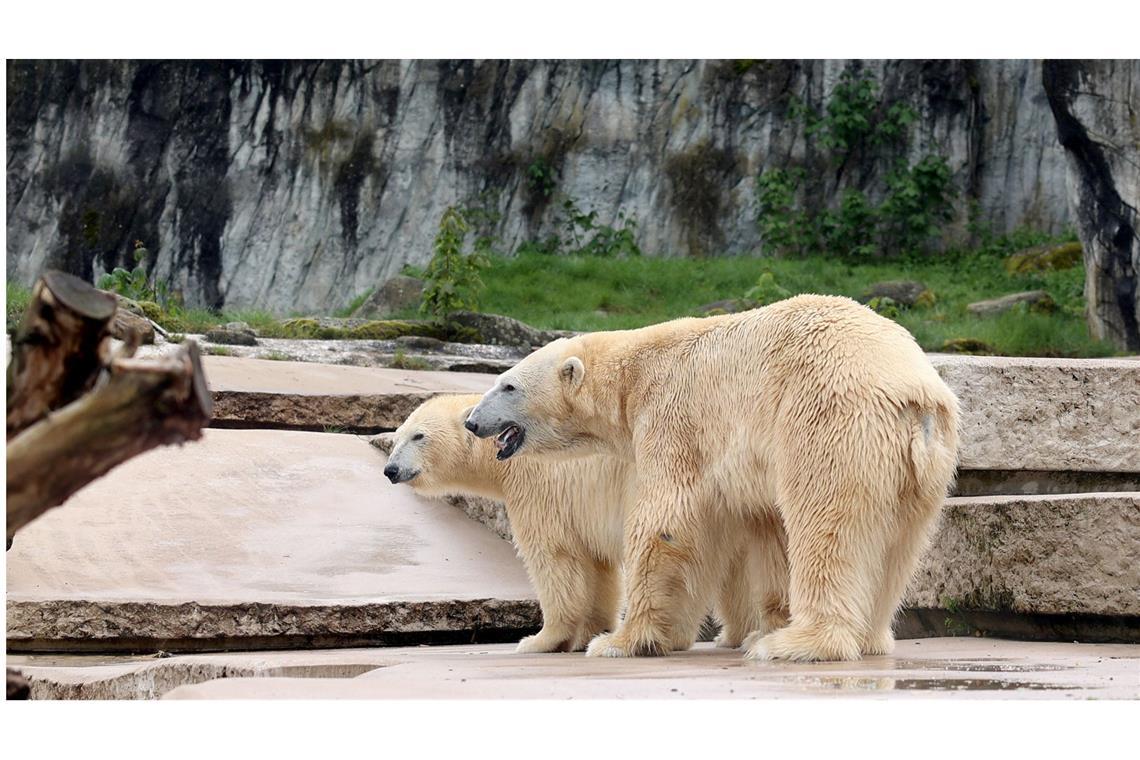 Die Eisbären Nuka (hinten) und Kap sind Mitte April gemeinsam auf der Außenanlage des Karlsruher Zoos, in diesem Zeitraum konnten mehrmals Paarungen beobachtet werden