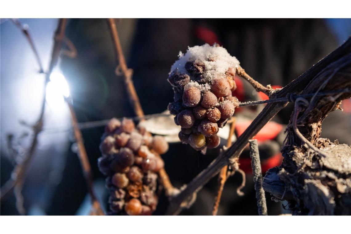 Die Eiswein-Trauben werden bei frostigen Temperaturen geerntet. (Symbolbild)