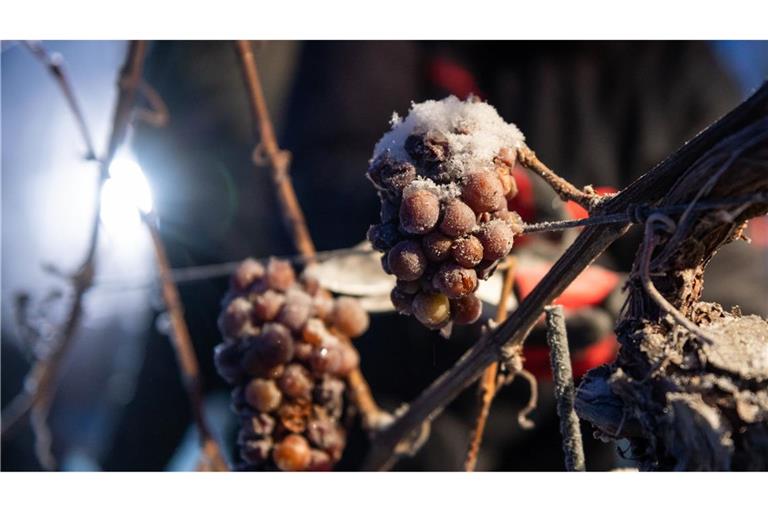 Die Eiswein-Trauben werden bei frostigen Temperaturen geerntet. (Symbolbild)