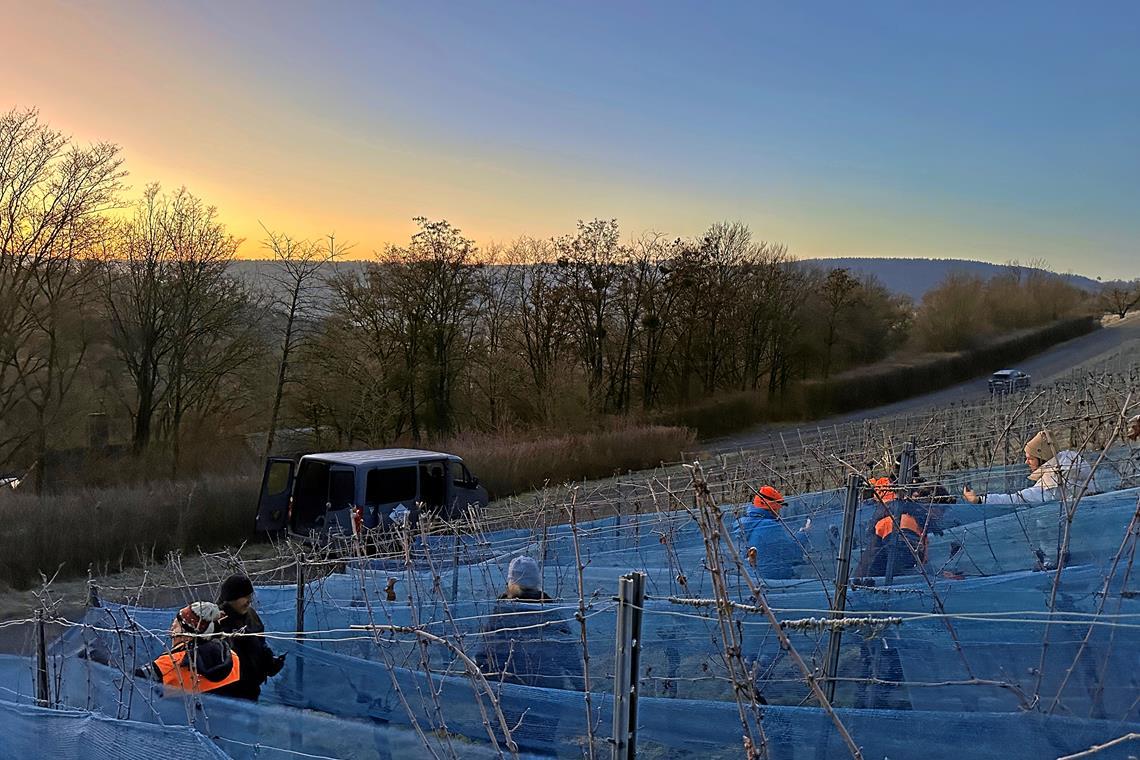 Die Eisweinlese im Remstal am Geradstettener Lichtenberg in Remshalden war erfolgreich. Foto: Remstal Tourismus/Weingut Doreas