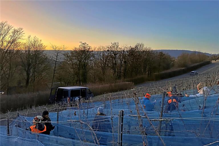 Die Eisweinlese im Remstal am Geradstettener Lichtenberg in Remshalden war erfolgreich. Foto: Remstal Tourismus/Weingut Doreas