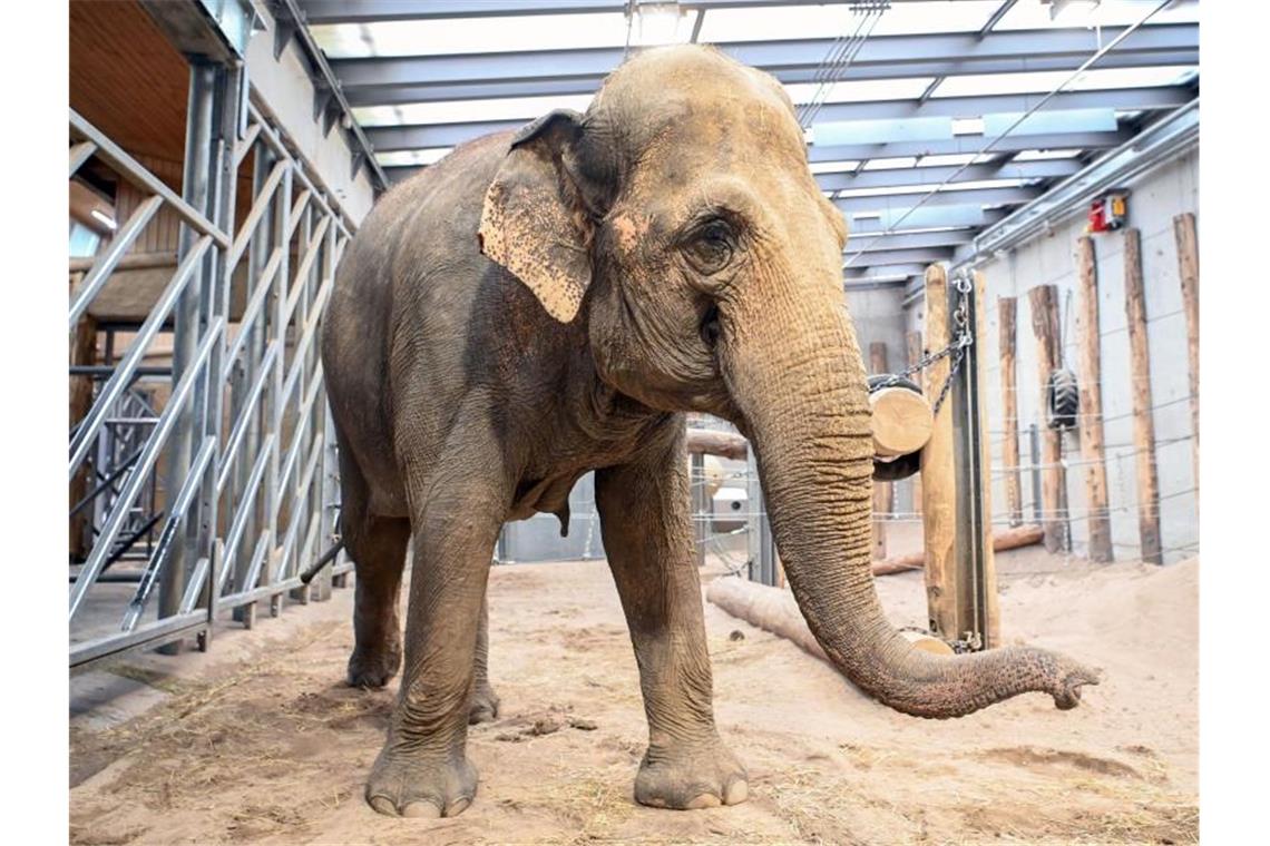 Die Elefantenkuh Saida steht in ihrem Gehege im Karlsruher Zoo. Foto: Uli Deck/dpa