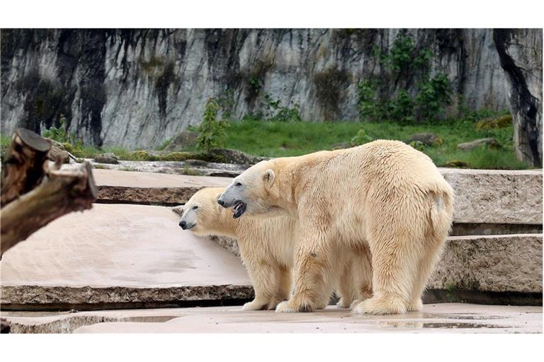 Die Eltern des neugeborenen Eisbärbabys. (Archivbild)