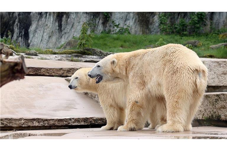 Die Eltern des neugeborenen Eisbärbabys. (Archivbild)