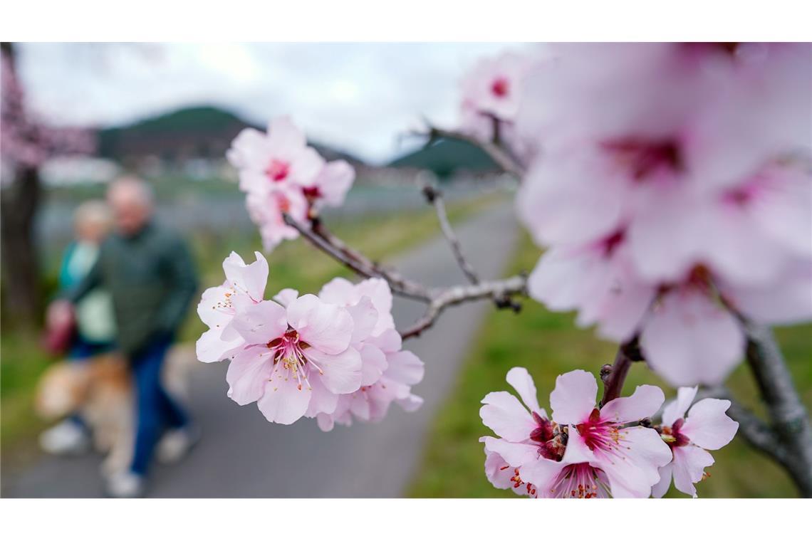 Die ersten Boten des Frühlings sind da: Spaziergänger gehen an einem blühenden Mandelbaum vorbei. In Gimmeldingen findet am Wochenende das Mandelblütenfest statt.