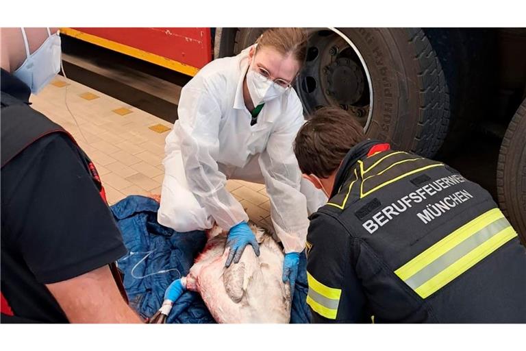 Die Feuerwehr und Tierrettung München versorgen den Schwan in der Fahrzeughalle der Feuerwache 3 in München.