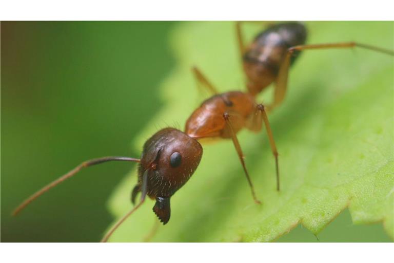 Die Florida-Holzameisen (Camponotus floridanus) amputieren vorsorglich Gliedmaßen, um das Leben verwundeter Artgenossinnen zu retten.