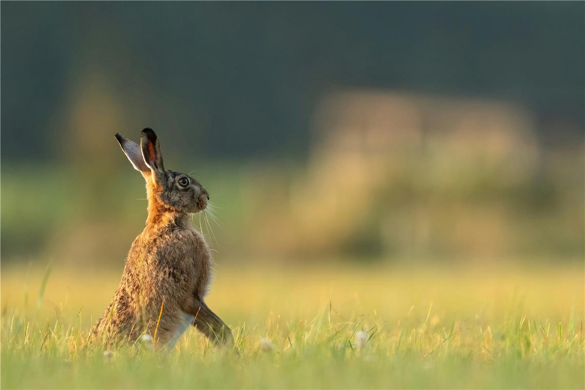 Die für Nagetiere gefährliche Bakterieninfektion wurde bei einem Feldhasen festgestellt. Symbolfoto: Vincent van Zalinge auf Unsplash