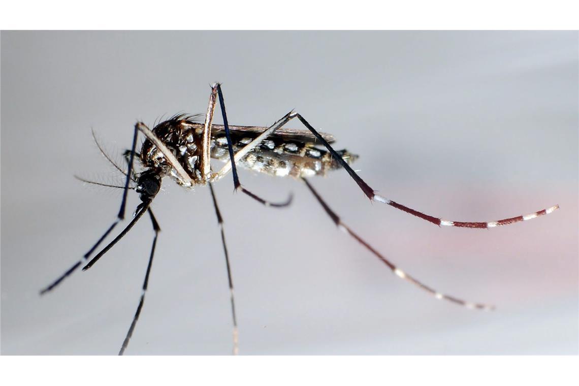 Die Gelbfiebermücke überträgt verschiedene Krankheiten, darunter die Dengue-Viren.